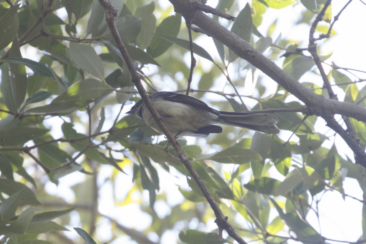 Gray Fantail (alisteri) - ML641693293