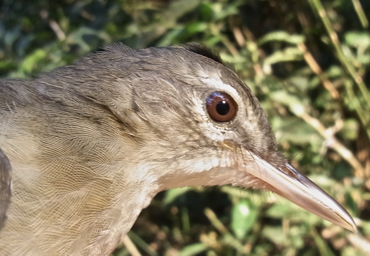 Pale-olive Greenbul - ML641693325
