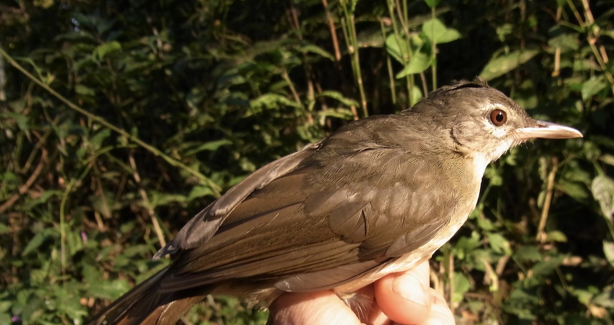 Pale-olive Greenbul - ML641693333