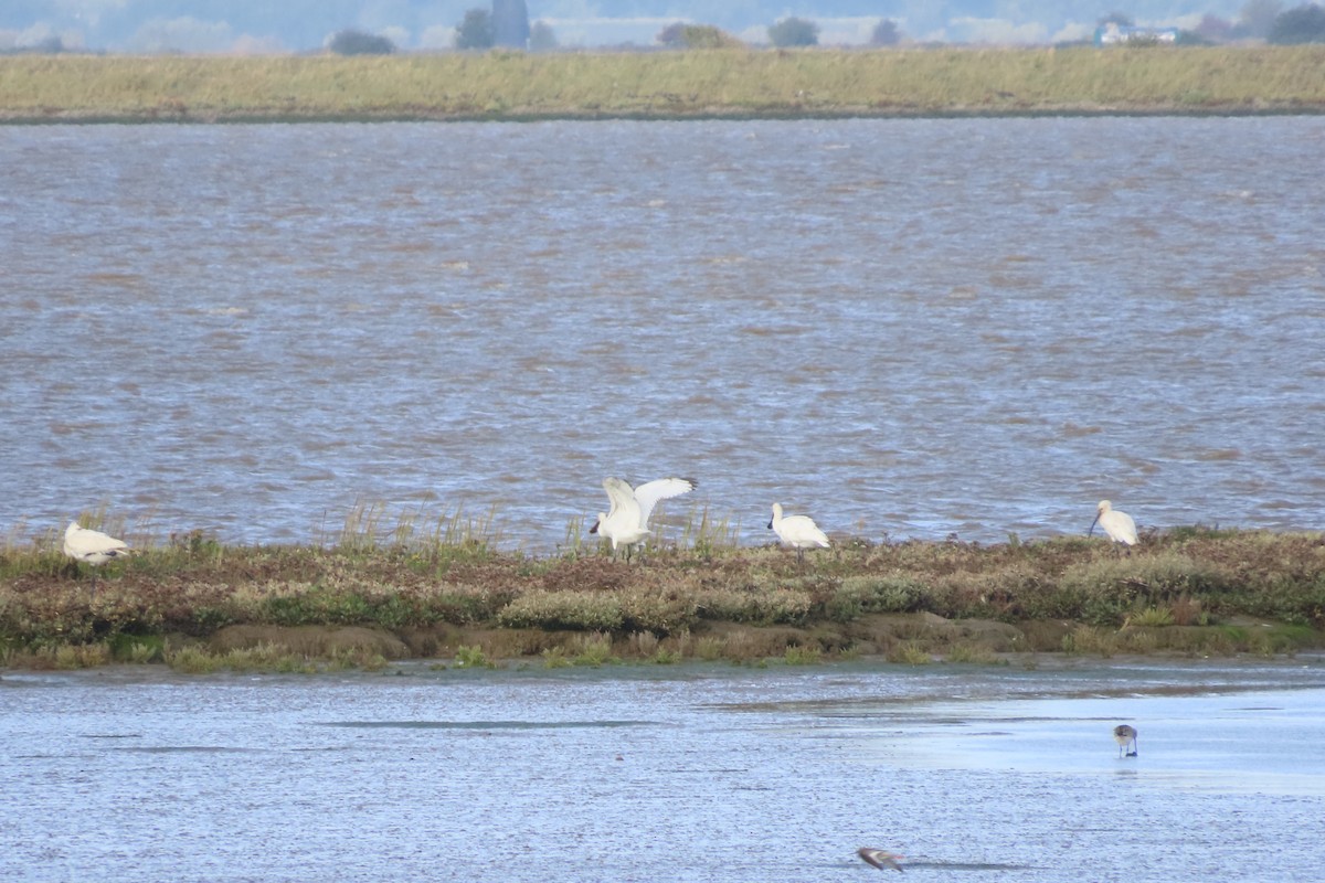 skjestork - ML641693338