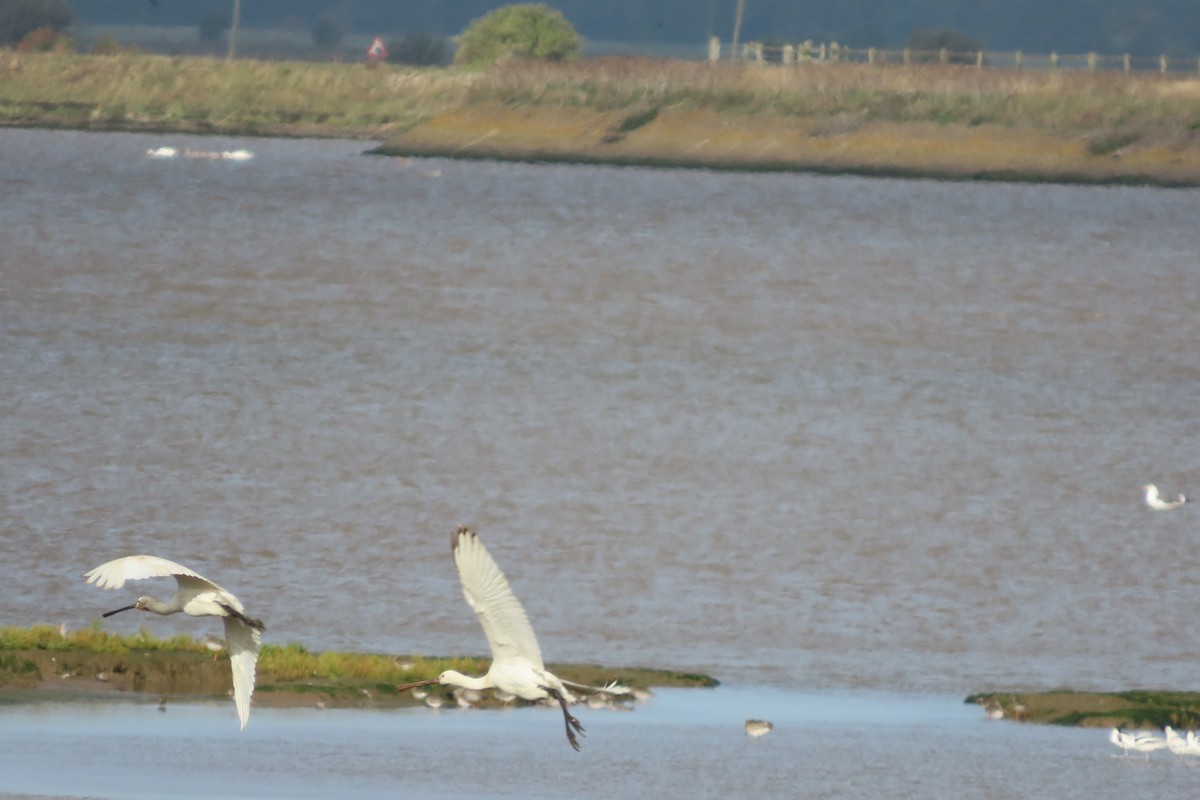 skjestork - ML641693339