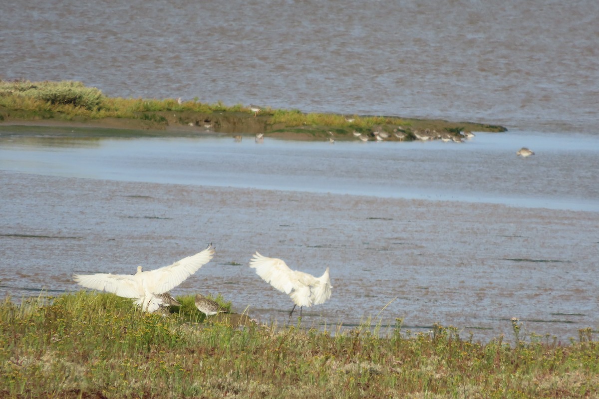 skjestork - ML641693340