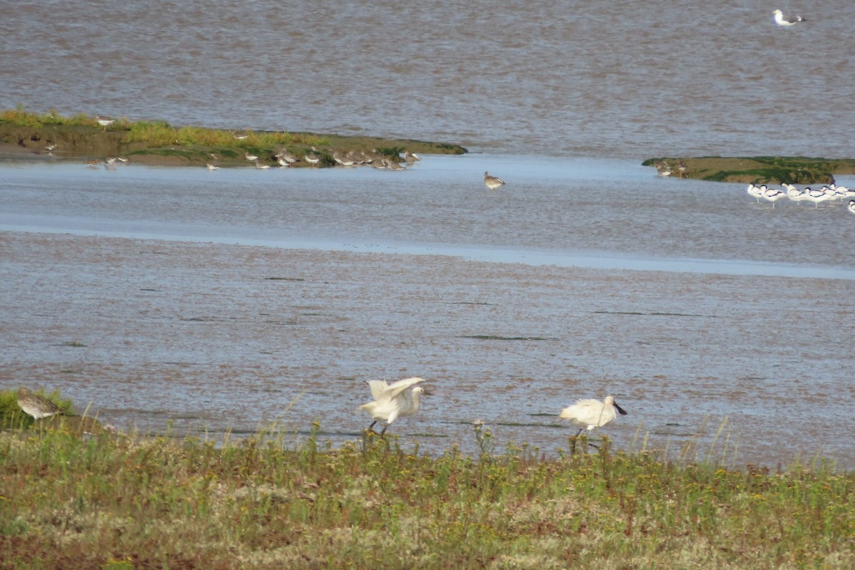 skjestork - ML641693341