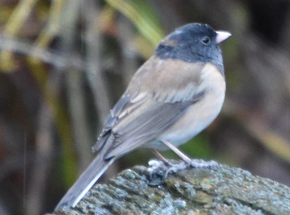 Dark-eyed Junco - ML641693354