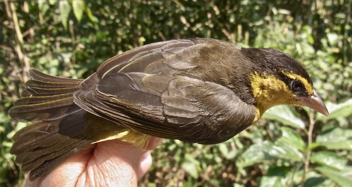 Black-necked Weaver - ML641693369