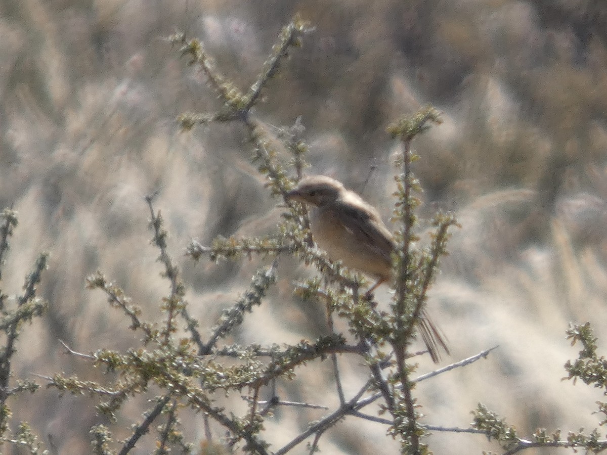 Lark-like Bunting - ML641693394