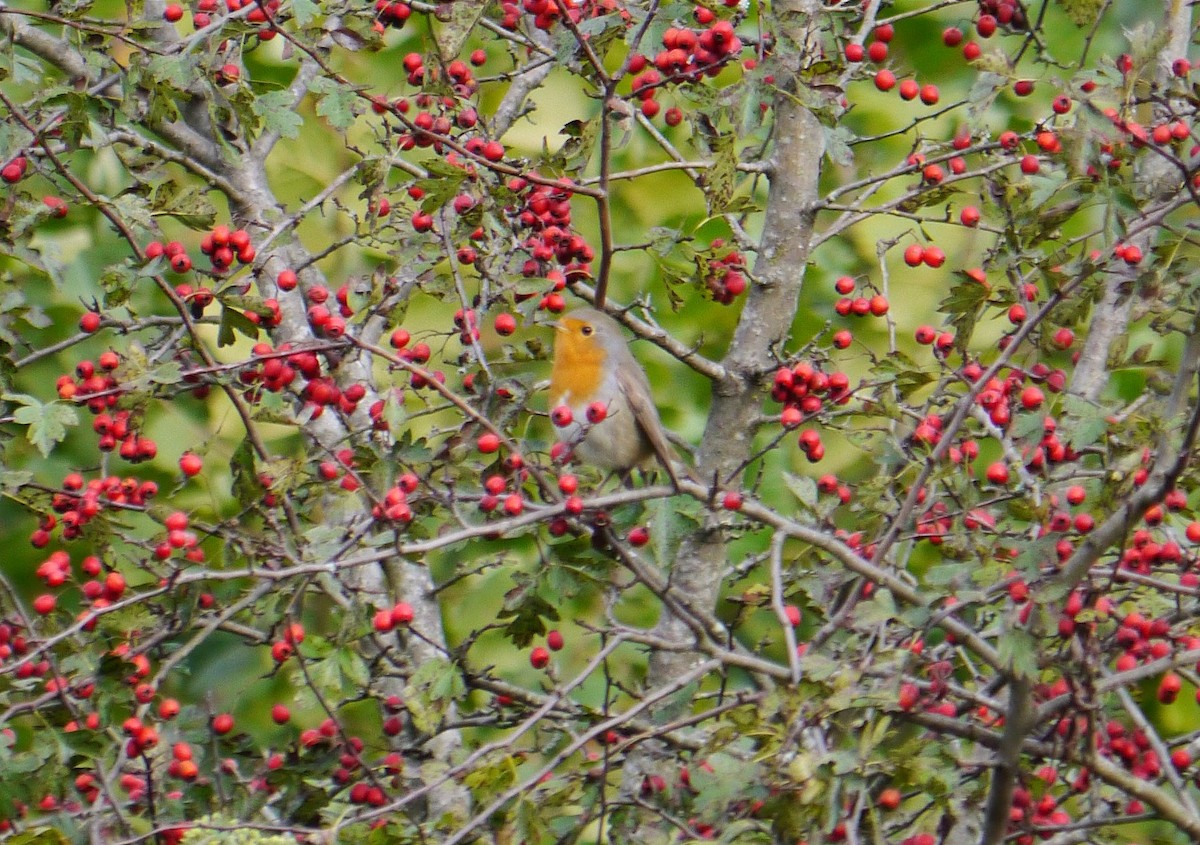 European Robin - ML641693397