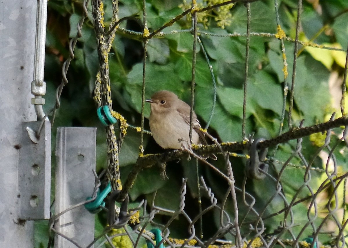 European Pied Flycatcher - ML641693404