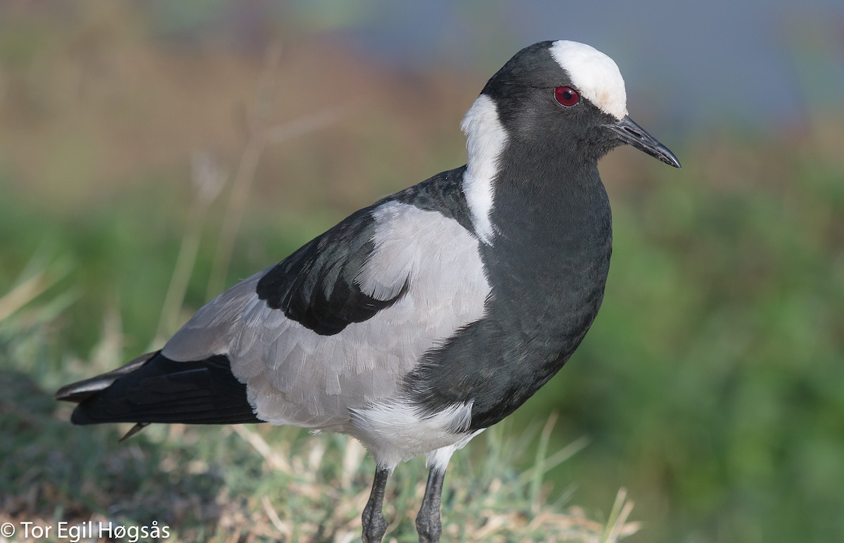 Blacksmith Lapwing - ML64169341