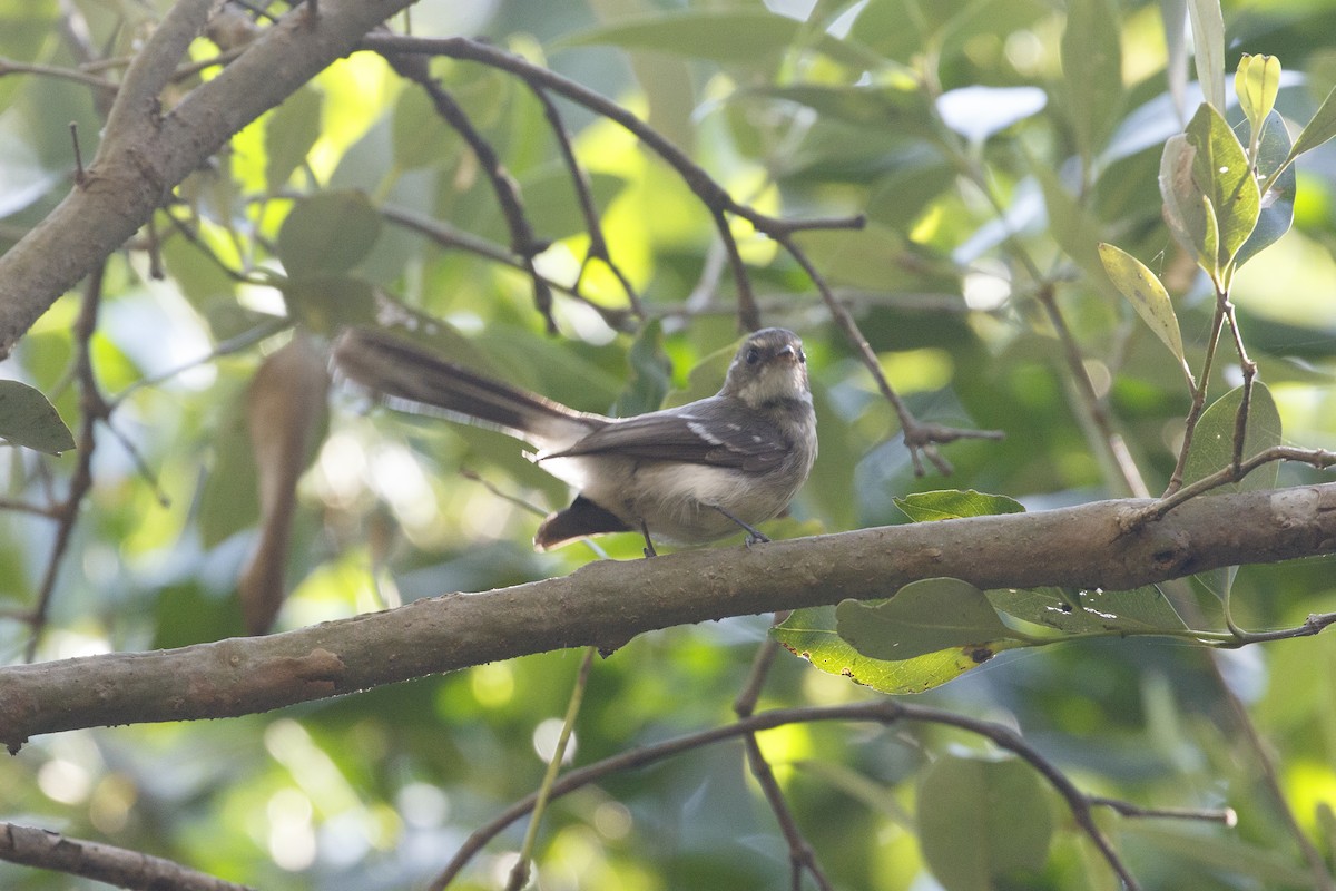 Mangrove Fantail - ML641693417