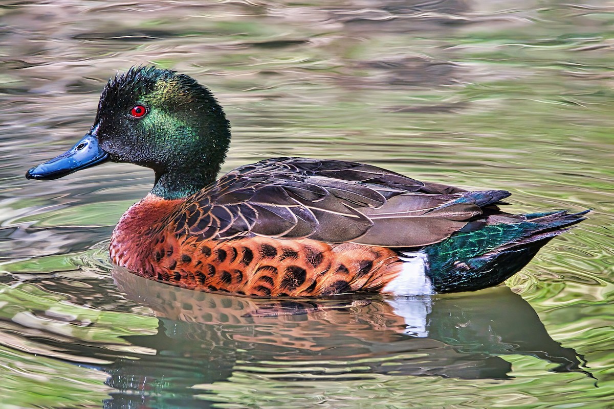 Chestnut Teal - ML641693432