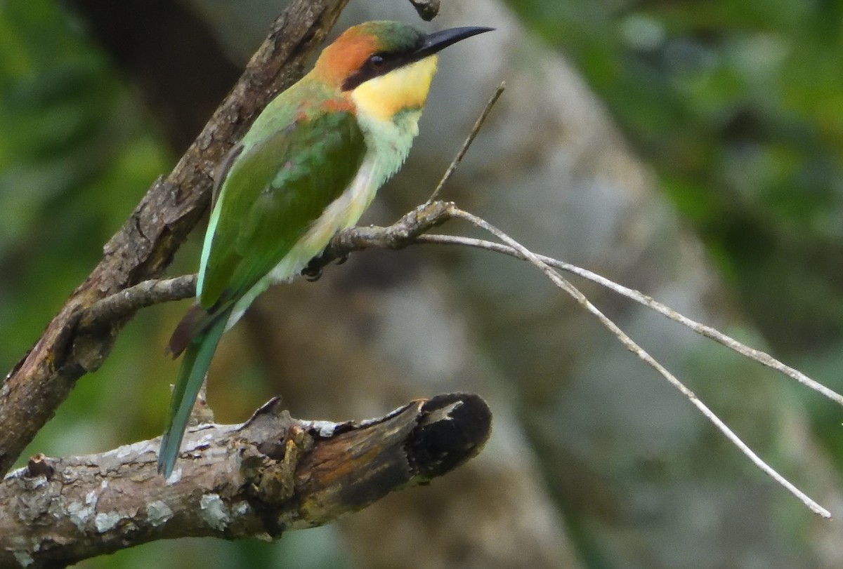 Chestnut-headed Bee-eater - ML641693452