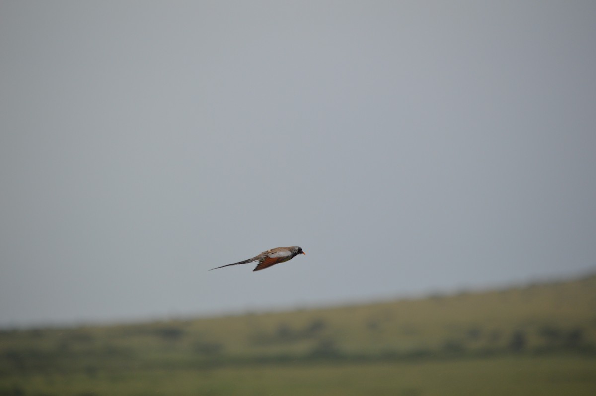 Namaqua Dove - ML641693455