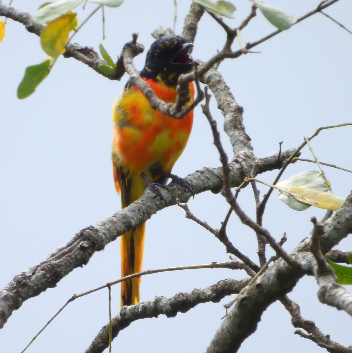 Scarlet Minivet - ML641693457