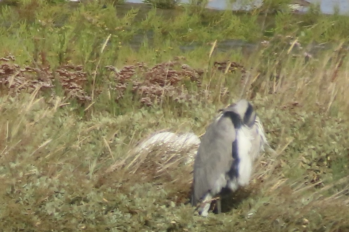 gråhegre - ML641693462