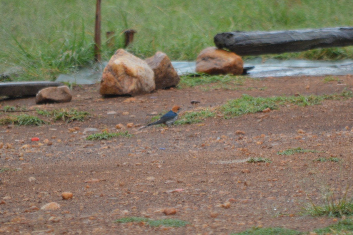 Lesser Striped Swallow - ML641693465