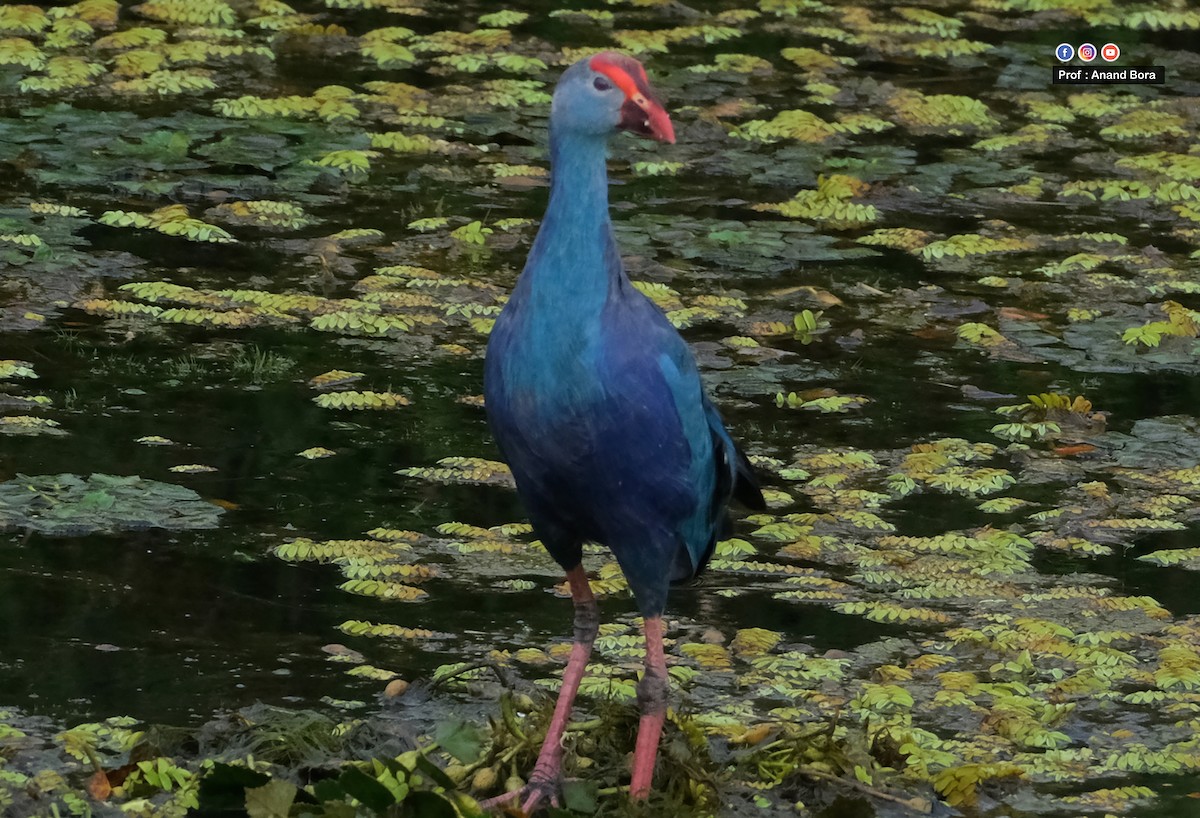 Graukopf-Purpurhuhn - ML641693468