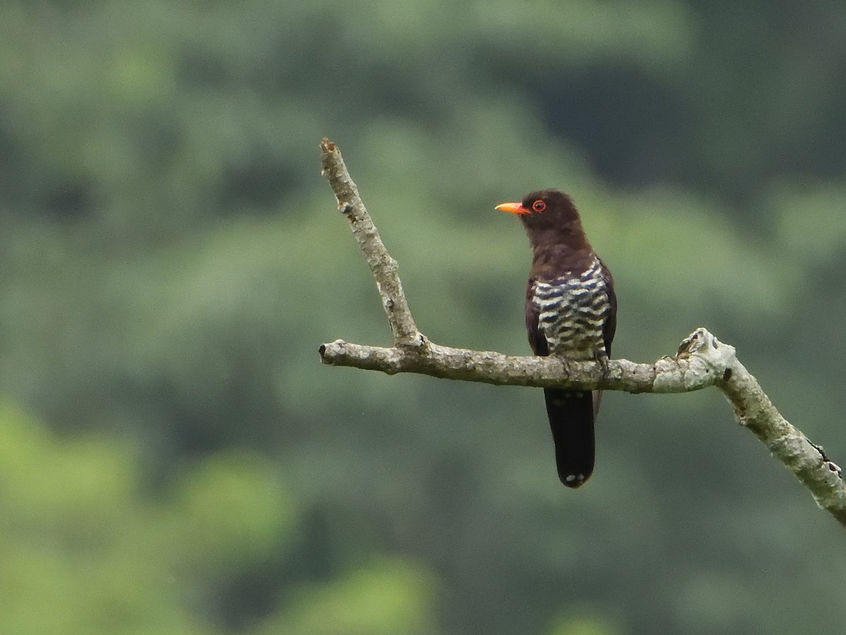 Violet Cuckoo - ML641693469