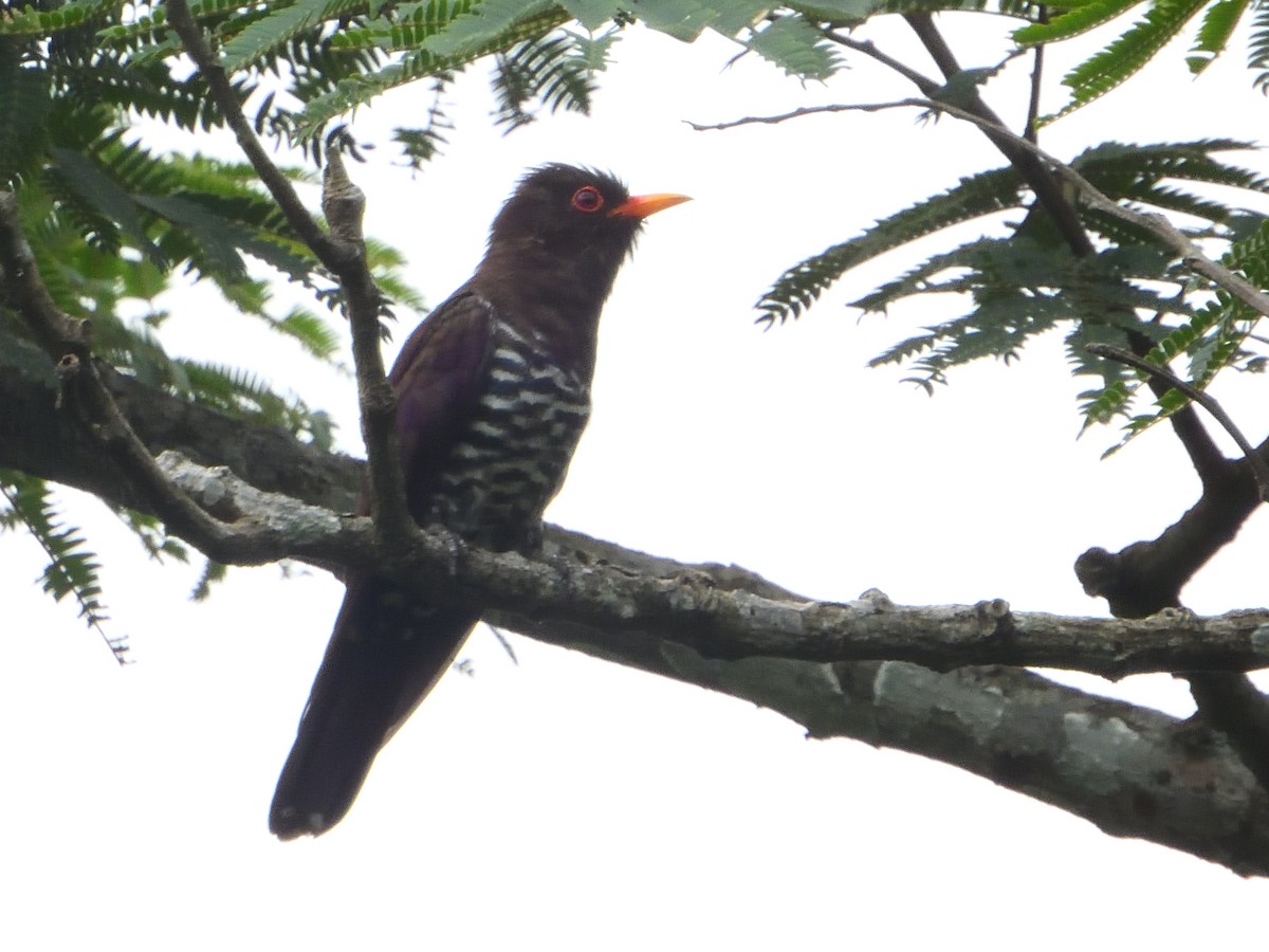 Violet Cuckoo - ML641693470