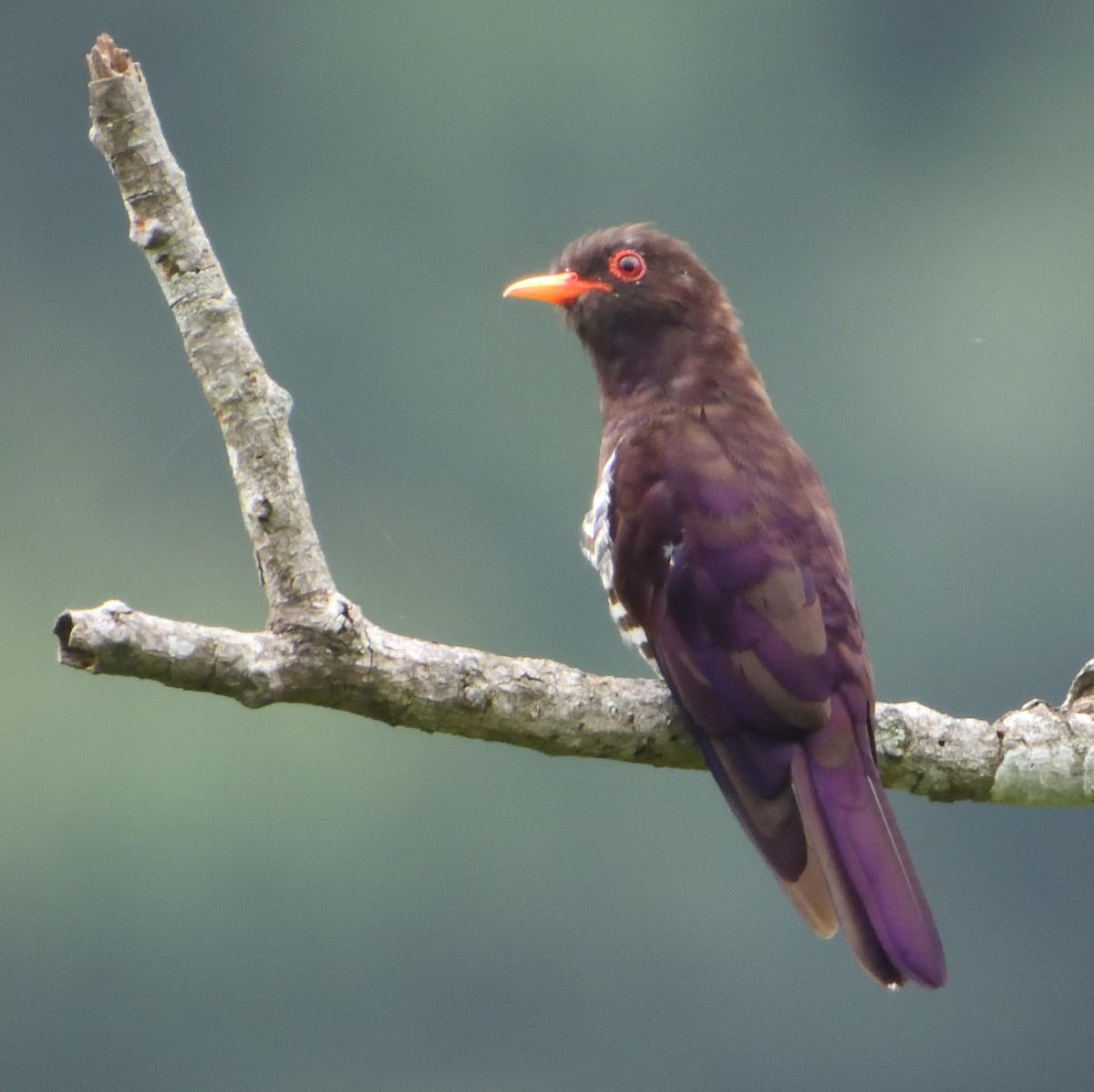 Violet Cuckoo - ML641693471