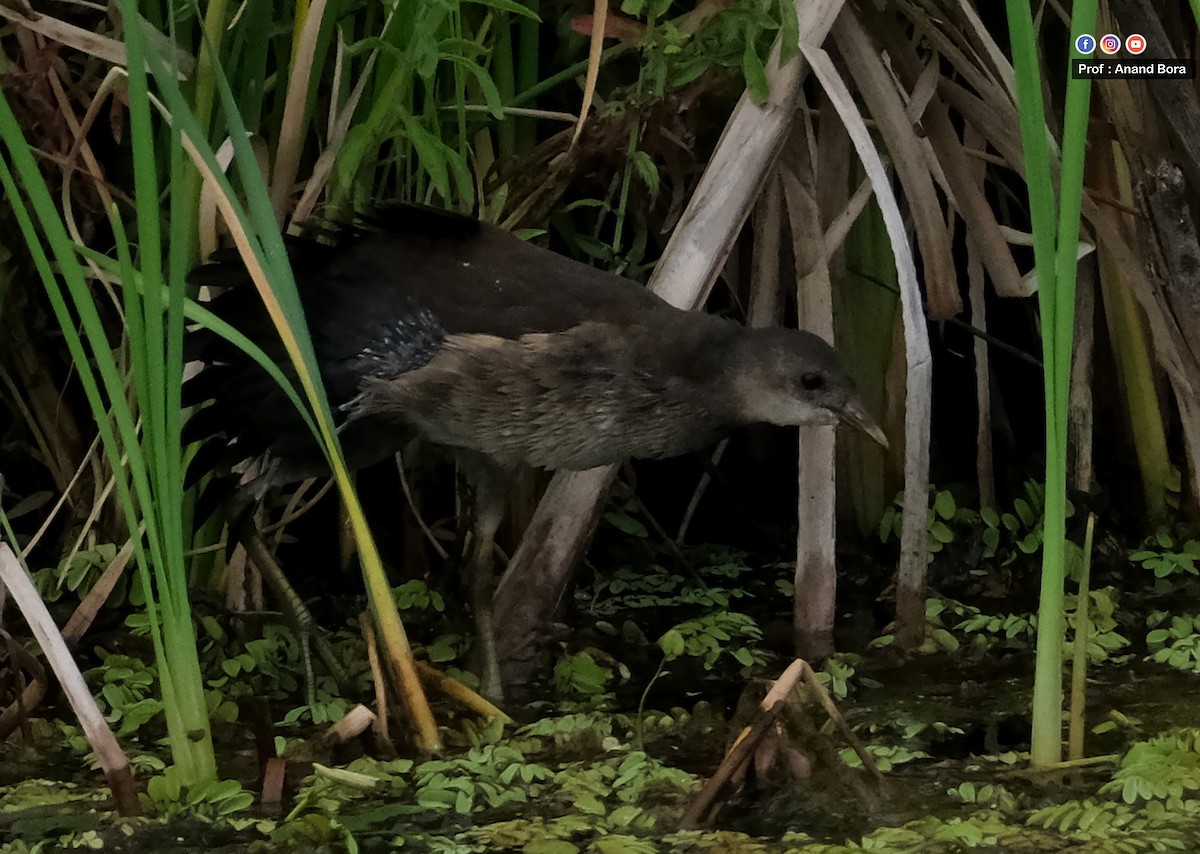 White-breasted Waterhen - ML641693473
