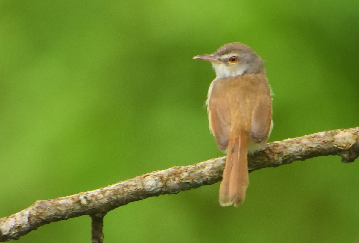 Rufescent Prinia - ML641693475