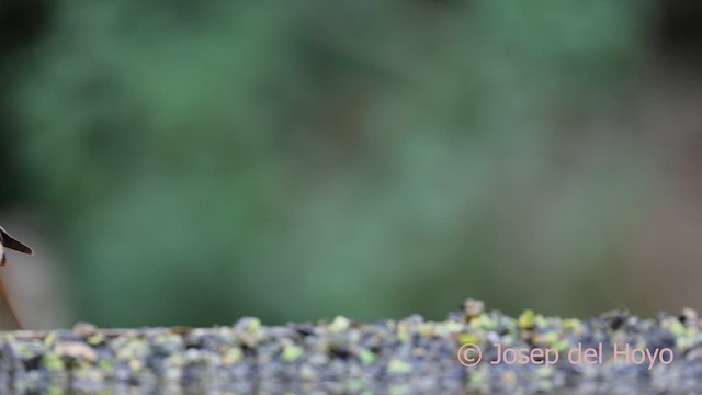 Эгэл гал сүүлт - ML641693496