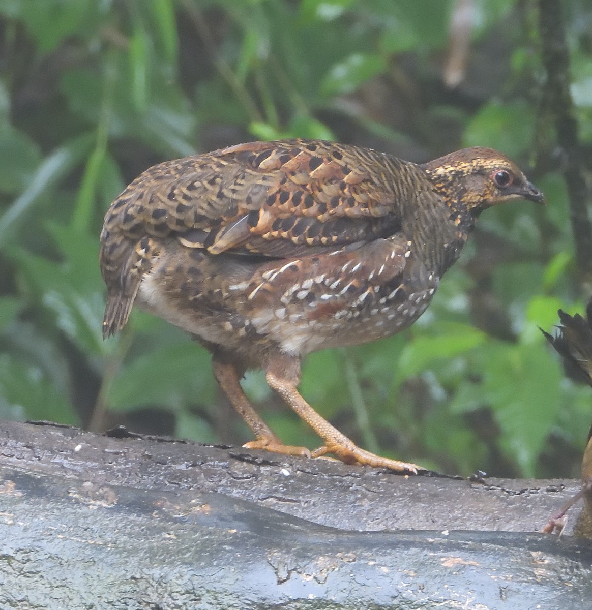 Hill Partridge - ML641693592