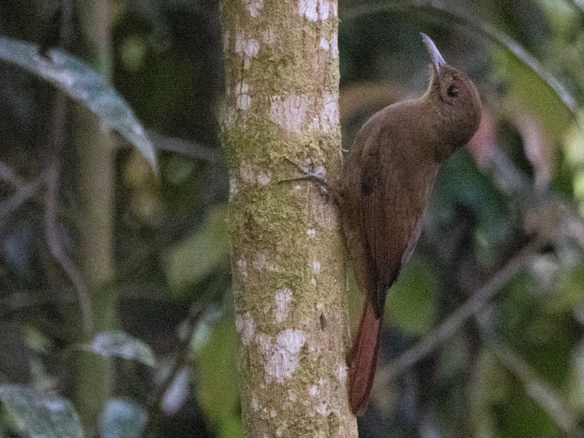 Plain-winged Woodcreeper - ML641693602