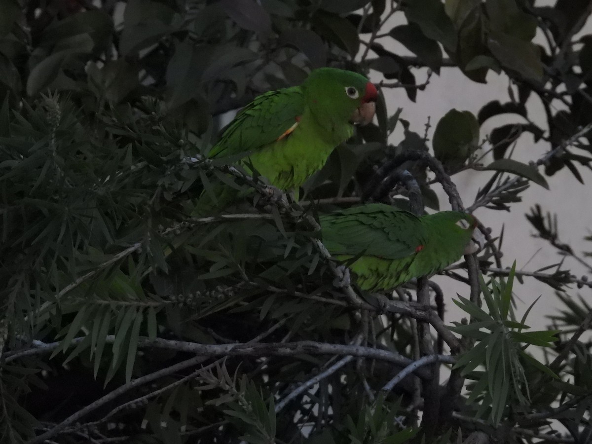 Crimson-fronted Parakeet - ML641693626