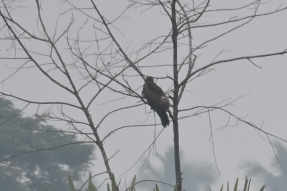 Black Kite - ML641693661