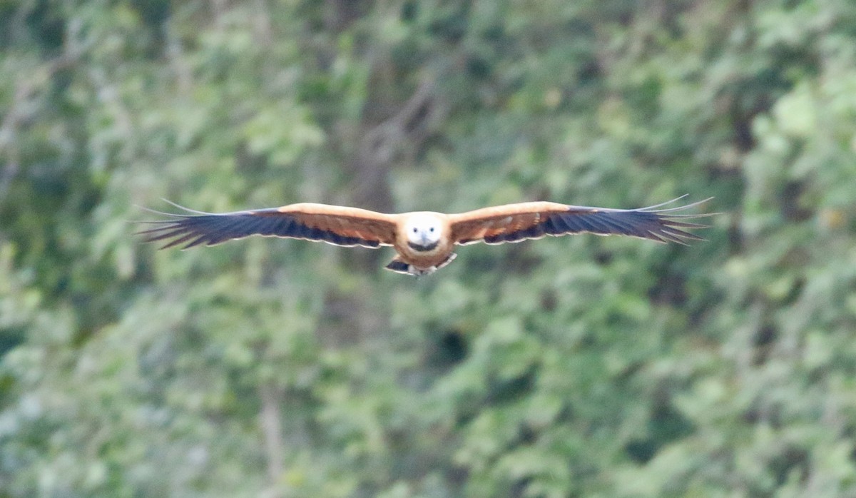 Black-collared Hawk - ML641693664
