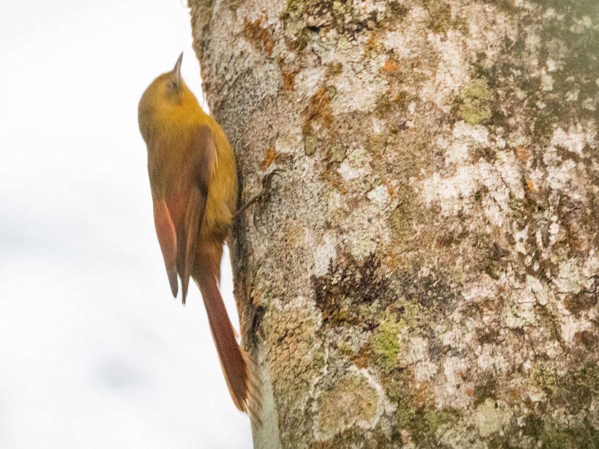 Olivaceous Woodcreeper - ML641693675