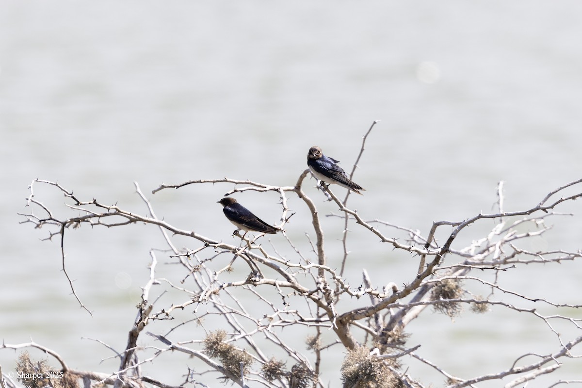 Barn Swallow - ML641693677