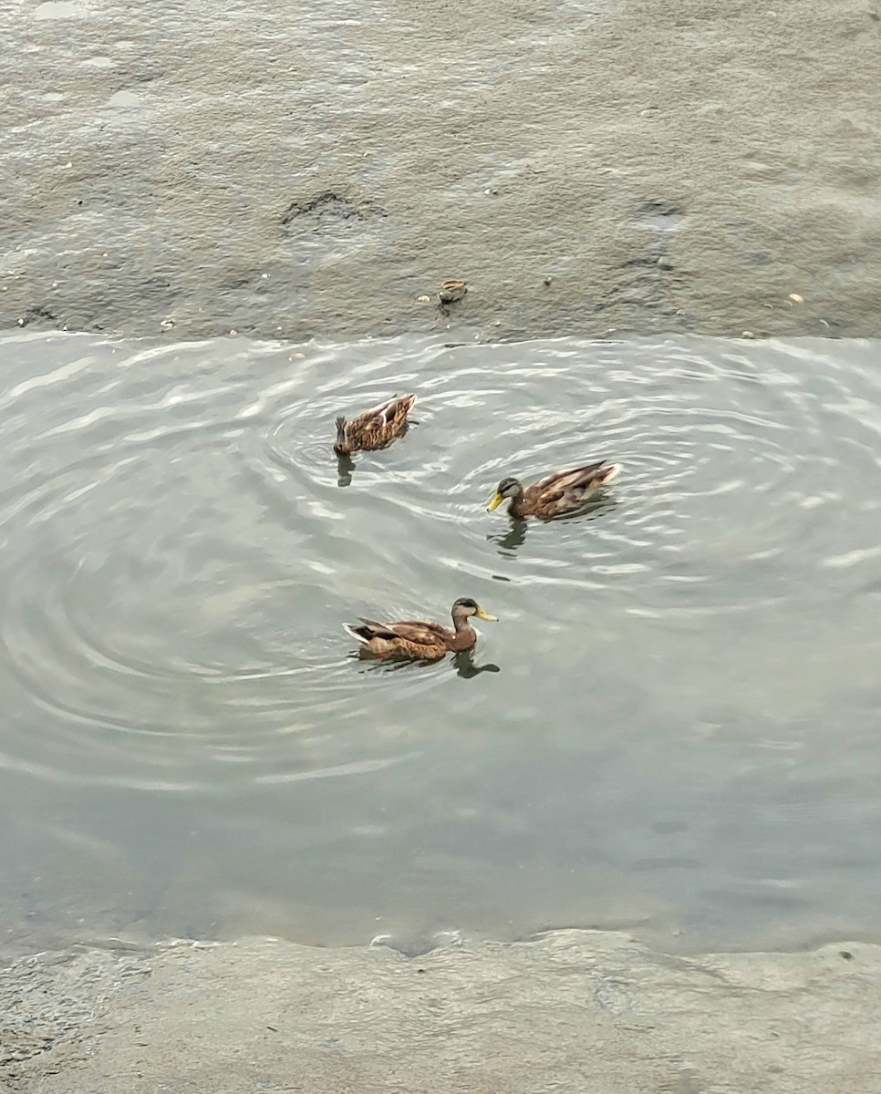 Mallard x American Black Duck (hybrid) - ML641693711
