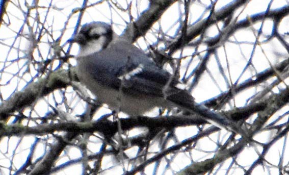 Blue Jay - ML641693744