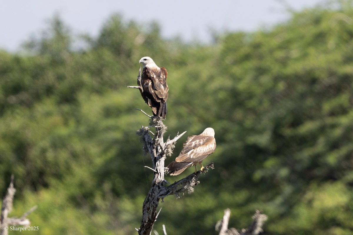 Brahminy Kite - ML641693747