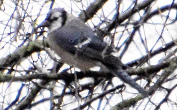 Blue Jay - ML641693749