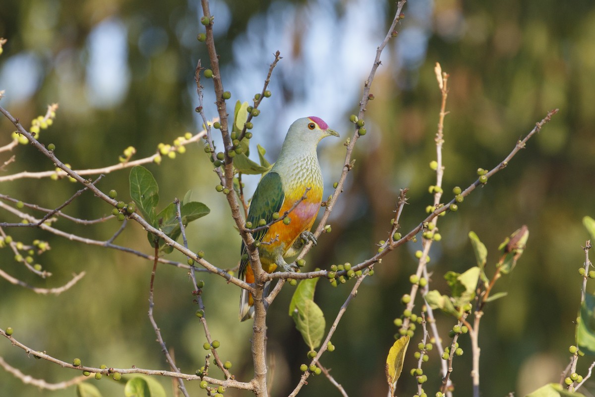 Rose-crowned Fruit-Dove - ML641693751