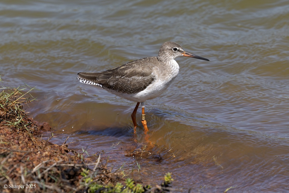Common Redshank - ML641693780