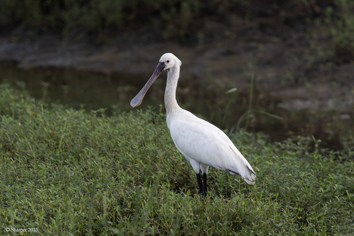 Eurasian Spoonbill - ML641693790