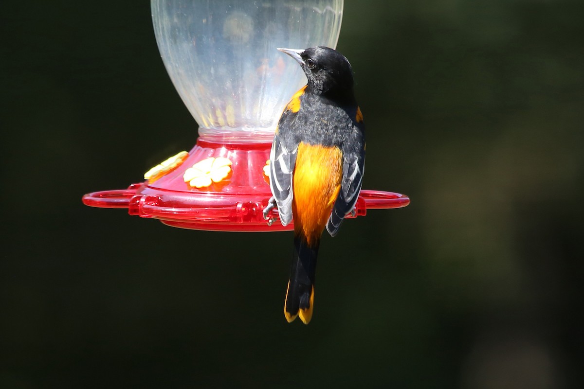 Baltimore Oriole - ML641693792