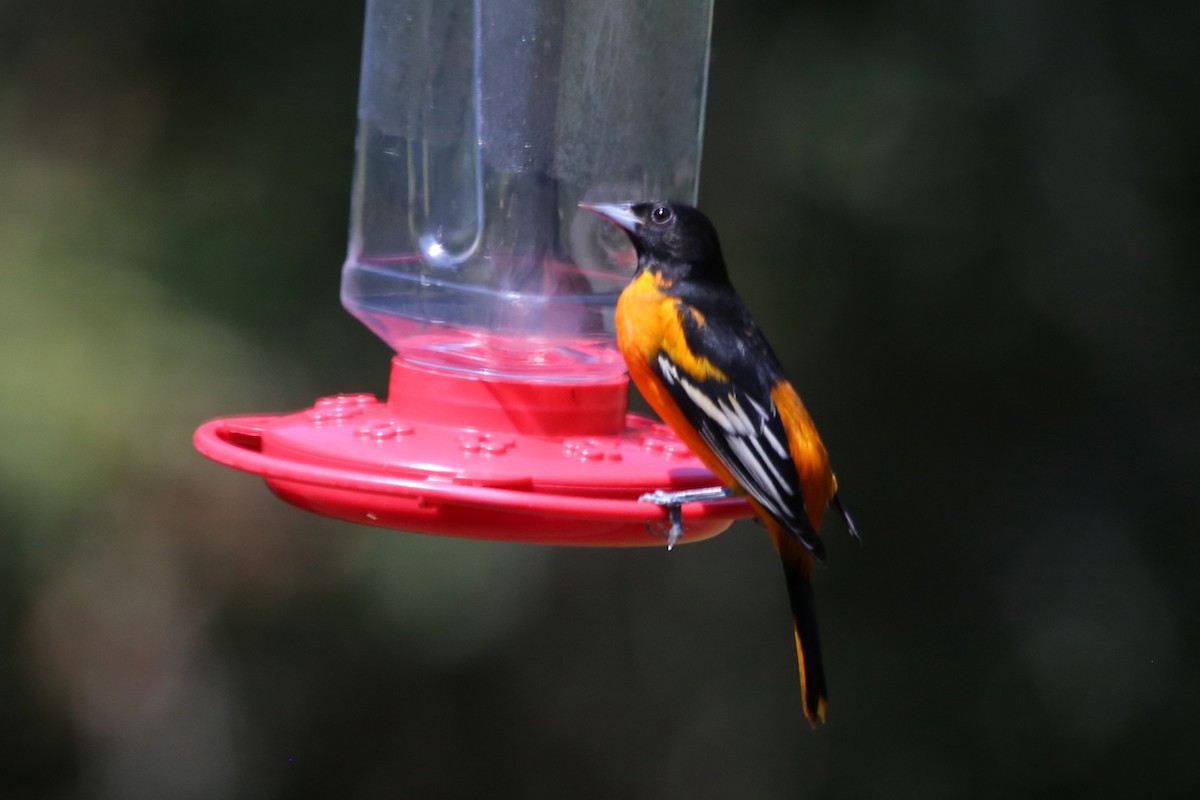 Baltimore Oriole - ML641693794