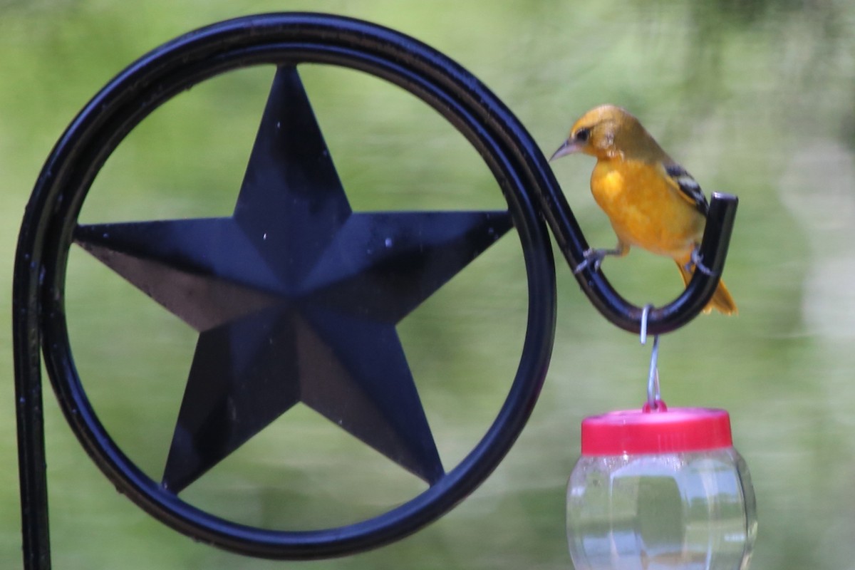Baltimore Oriole - ML641693795