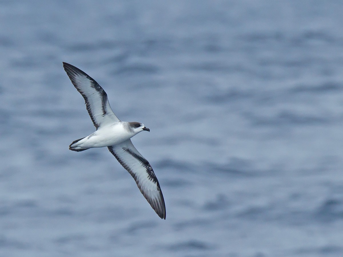 Barau's Petrel - ML64169381