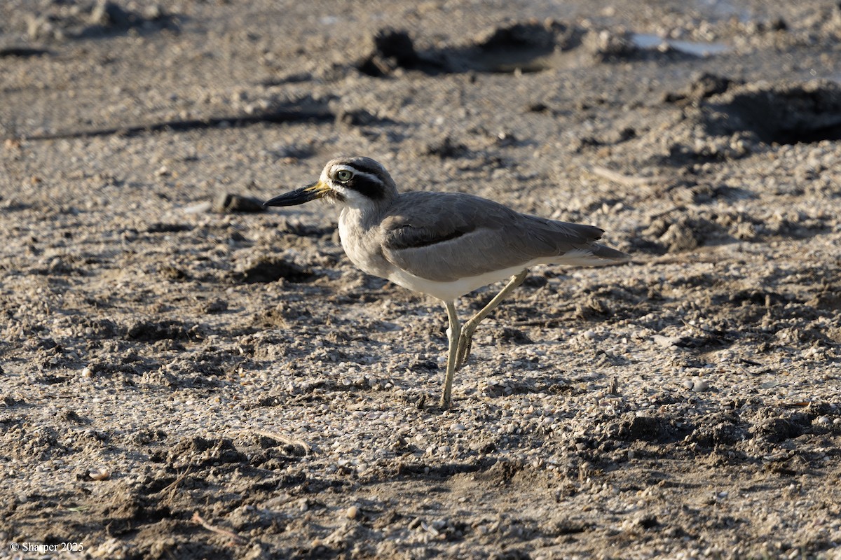 Great Thick-knee - ML641693860