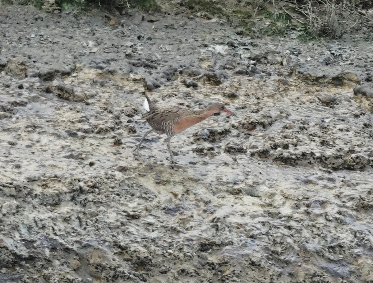Ridgway's Rail (San Francisco Bay) - ML641693863