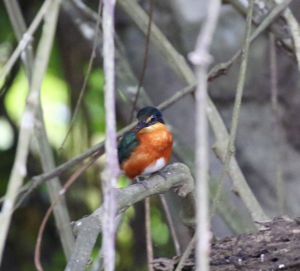 American Pygmy Kingfisher - ML641693866