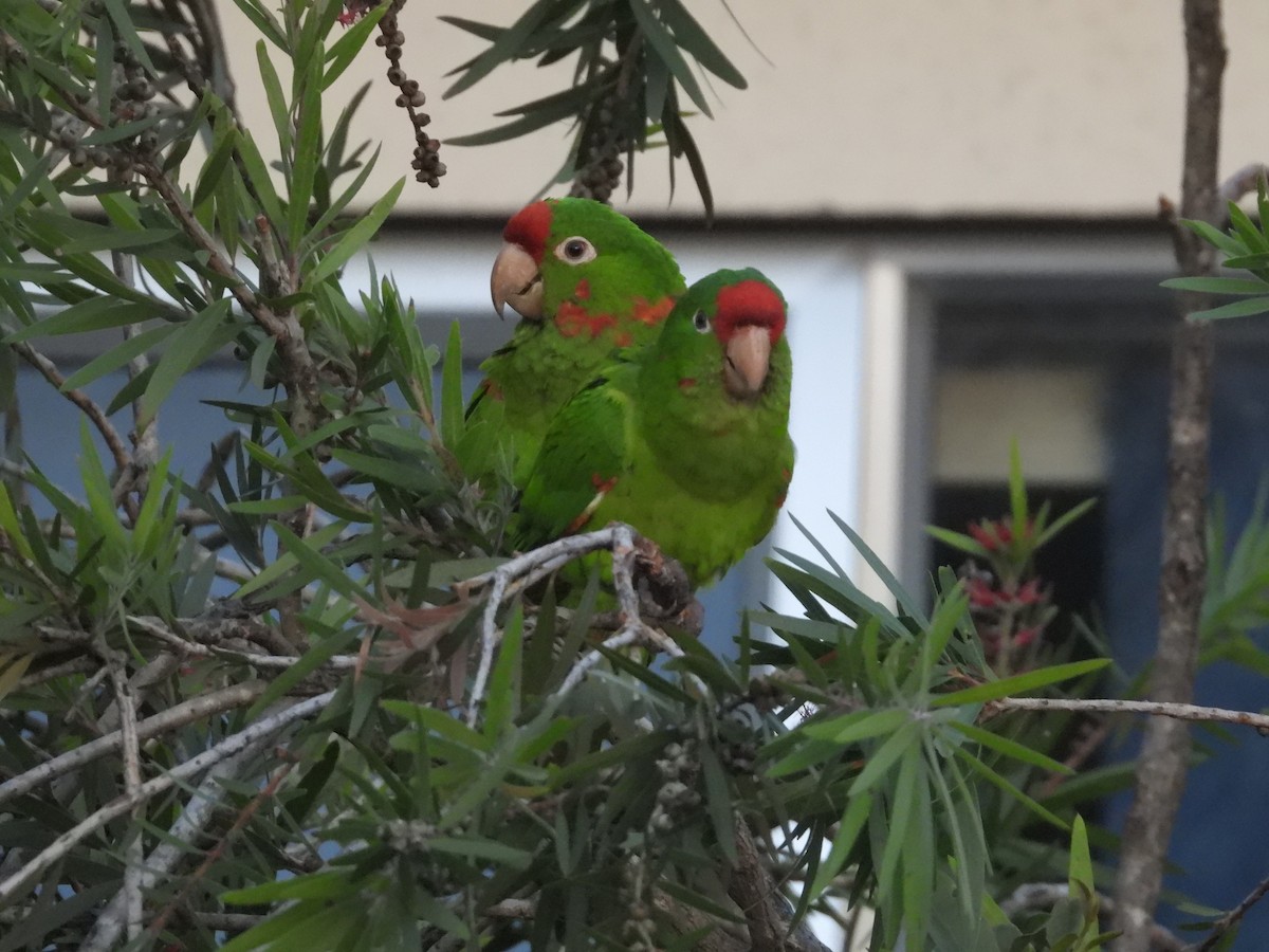 Crimson-fronted Parakeet - ML641693869