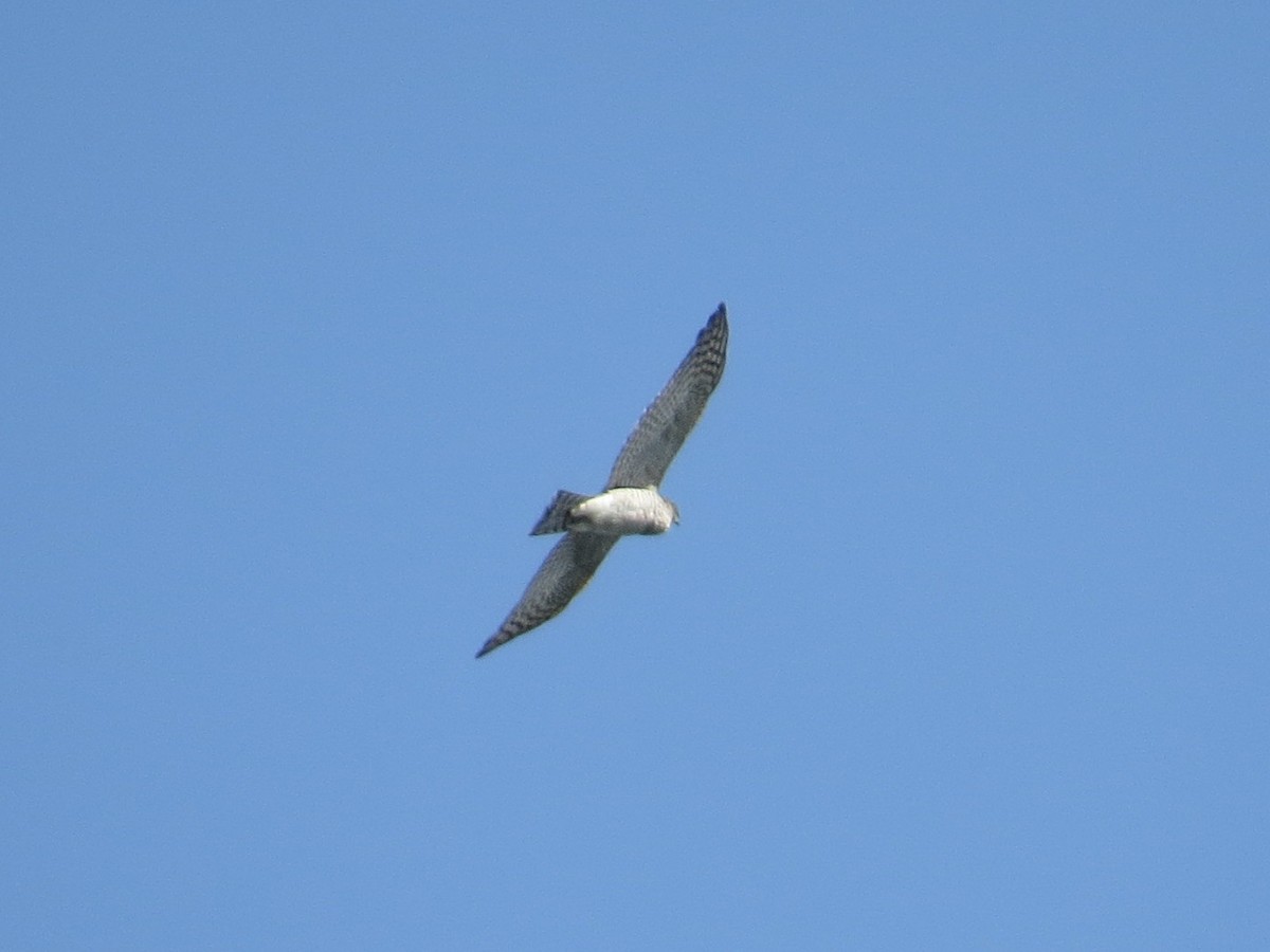 Eurasian Goshawk - ML641693872
